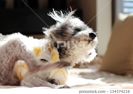 Old dog, toy poodle, silver, shaggy hair, face close-up, adorable expression Old dog, toy poodle, silver, shaggy hair, face close-up, adorable expression 134374216