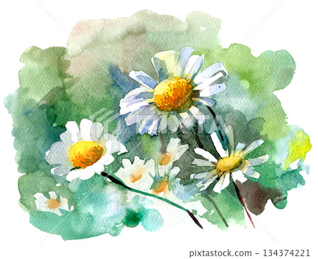 Watercolor painting of white daisies on a green background Watercolor painting of white daisies on a green background 134374221