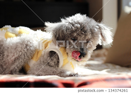 Old dog, toy poodle, silver, shaggy hair, face close-up, adorable expression 134374261