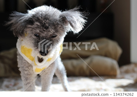 Old dog, toy poodle, silver, shaggy hair, face close-up, adorable expression 134374262