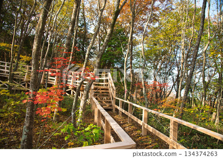 Izumi Katsuragiyama Beech Forest (Promenade) [Kinokawa City, Wakayama Prefecture] 134374263