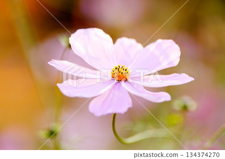 波斯菊（Cosmos bipinnatus）花朵特寫 134374270