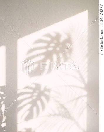 Plants, shadow, light, sunlight, indoors Plants, shadow, light, sunlight, indoors 134374277