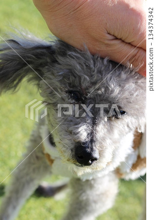 Old dog, silver toy poodle, close-up of face and human hand, close-up of facial expression as petted 134374342