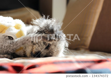 老狗，玩具貴賓犬，銀色，蓬鬆的毛髮，臉部特寫，可愛的表情 134374372