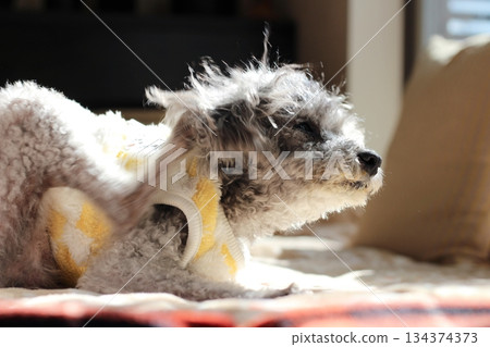 老狗，玩具貴賓犬，銀色，蓬鬆的毛髮，臉部特寫，可愛的表情 134374373