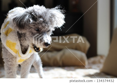 老狗,玩具貴賓犬,銀色,蓬鬆的毛髮,臉部特寫,可愛的表情 老狗,玩具貴賓犬,銀色,蓬鬆的毛髮,臉部特寫,可愛的表情 134374432