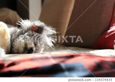 老狗,玩具貴賓犬,銀色,蓬鬆的毛髮,臉部特寫,可愛的表情 老狗,玩具貴賓犬,銀色,蓬鬆的毛髮,臉部特寫,可愛的表情 134374433