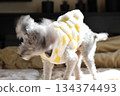 一隻老狗，銀色玩具貴賓犬，在室內，搖頭，搖頭，穿著毛茸茸的衣服 134374493