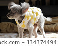 一隻老狗，銀色玩具貴賓犬，在室內，搖頭，搖頭，穿著毛茸茸的衣服 134374494