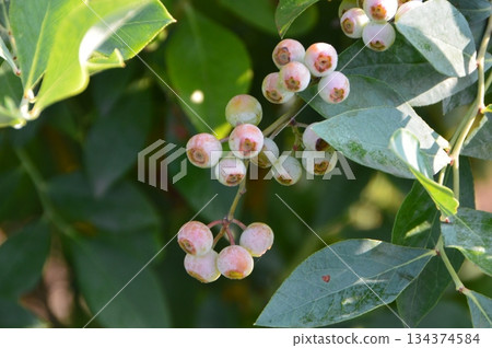 Blueberries (Misato Town, Kodama District, Saitama Prefecture) 134374584