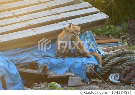 赤狐2隻（北海道斜裡郡斜裡町） 134374585