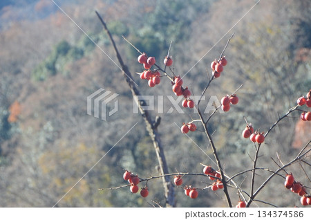 Persimmon (Kanedo Mountain/Yorii Town, Osato District, Saitama Prefecture) Persimmon (Kanedo Mountain/Yorii Town, Osato District, Saitama Prefecture) 134374586