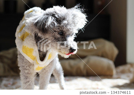 Old dog, silver toy poodle, standing indoors, wearing fluffy clothes Old dog, silver toy poodle, standing indoors, wearing fluffy clothes 134374611