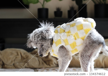 一隻老狗,銀色玩具貴賓犬,站在室內,穿著蓬鬆的衣服。 一隻老狗,銀色玩具貴賓犬,站在室內,穿著蓬鬆的衣服。 134374612