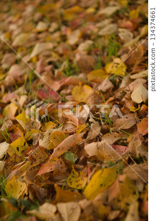 Autumn leaves that fell to the ground 134374661