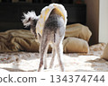 一隻老狗，銀色玩具貴賓犬，室內，後面視圖，尾巴，毛髮稀疏，老狗的尾巴毛髮稀少。 134374744