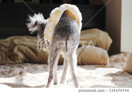 Old dog, silver toy poodle, indoors, rear view, tail, thin hair, tail of an old dog with reduced fur 134374744