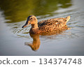 Mallard duck on the surface of the pond. Beautiful concept for animals, water and nature 134374748