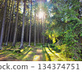 Beautiful landscape with forest and sun. Green nature, concept for environment. 134374751
