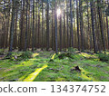 Beautiful landscape with forest and sun. Green nature, concept for environment. 134374752