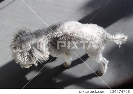 Old dog, silver toy poodle, indoor, tail, thin hair, tail of an old dog with thinning hair 134374768