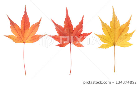 Texture of autumn leaves Texture of autumn leaves 134374852