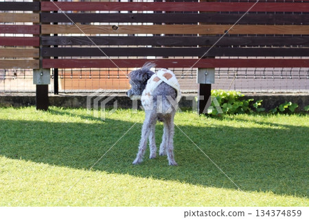 Old dog, silver toy poodle, outdoors, artificial turf, standing, walking slowly 134374859