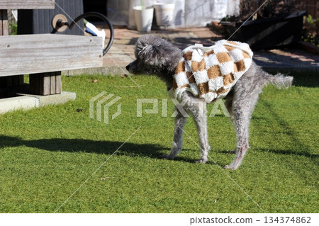 Old dog, silver toy poodle, outdoors, artificial turf, standing, walking slowly 134374862