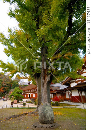 Ginkgo trees at Kokeizan Eihoji Temple 134374884