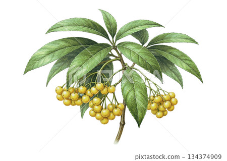 Illustration of the fruit and leaves of the yellow fruit manryo (Kimi no Manryo) (auspicious plant for the New Year, transparent background) 134374909