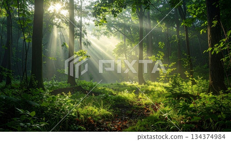 柔和的陽光透過森林的樹木灑下來。 134374984