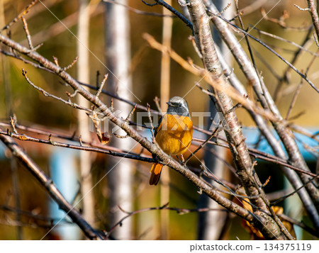 Male in a branch that sticks to a branch 134375119