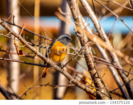 Male in a branch that sticks to a branch Male in a branch that sticks to a branch 134375120