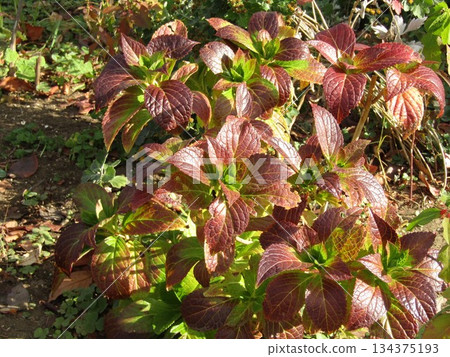 秋季繡球花 秋季繡球花 134375193