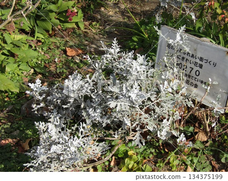 白太菊美麗的白色葉子就像一座雕塑。 白太菊美麗的白色葉子就像一座雕塑。 134375199