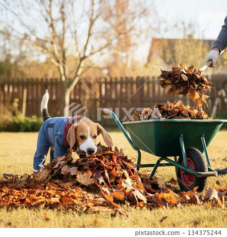Beagle helping to clean up fallen leaves 134375244