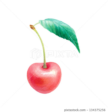 Watercolor cherry single illustration with leaves 134375256