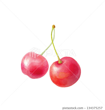 Two watercolor cherries without leaves illustration 134375257