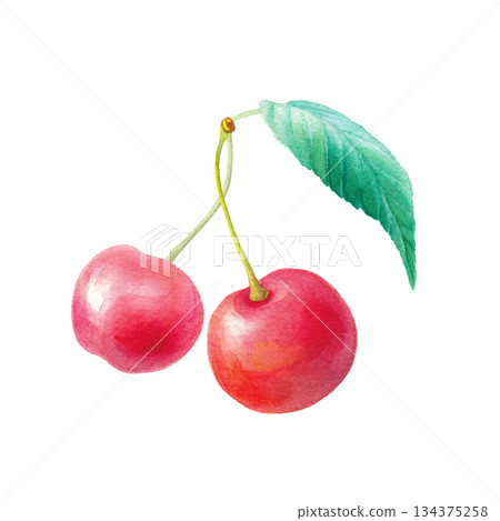 Two watercolor cherries with leaves single illustration 134375258