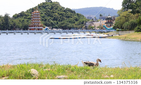 lake view of kaohsiung lotus pond lake view of kaohsiung lotus pond 134375316
