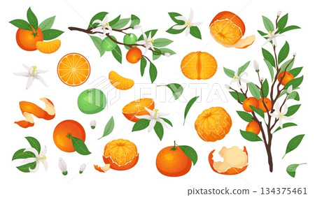Cartoon mandarin fruit. Fresh juicy tangerines, sweet orange citrus, whole, peeled, slices and slices, flowering twigs, green leaves on branches, botanical decorative tidy vector isolated set 134375461