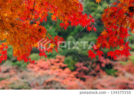Autumn leaves at Nanzenji Temple_1224 134375550