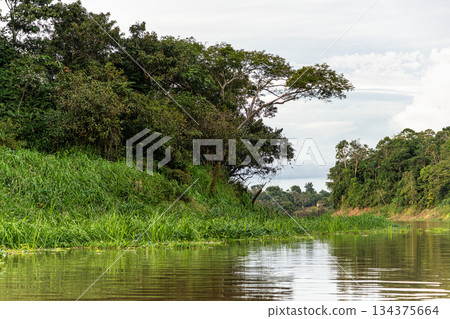 River boat trip at Parana do Mamori in the Amazon rainforest about 100 km south of Manaus in Brazil 134375664