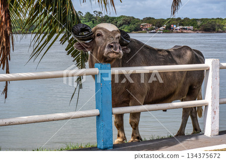 The famous Water Buffalo called the german buffalo at Soure on Marajo Island in Brazil 134375672