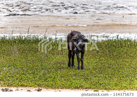 Water Buffalos at a rural property called Fazenda at Soure in Marajo Island, Brazil. 134375673