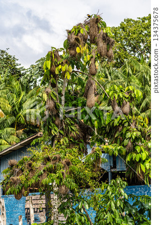 Hanging nests of the Black-necked weaver or Ploceus nigricollis on tree branches at Belem do Para in Brazil Hanging nests of the Black-necked weaver or Ploceus nigricollis on tree branches at Belem do Para in Brazil 134375678