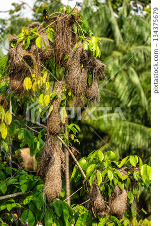 Hanging nests of the Black-necked weaver or Ploceus nigricollis on tree branches at Belem do Para in Brazil Hanging nests of the Black-necked weaver or Ploceus nigricollis on tree branches at Belem do Para in Brazil 134375679