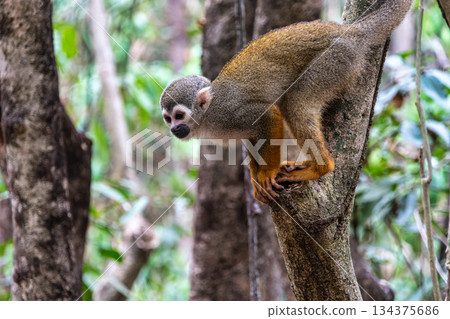 Guianan squirrel monkey, Saimiri sciureus at the sloth path on the Jari Canal at Alter do Chao, Santarem, Para, Brazil 134375686