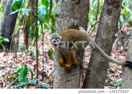 Guianan squirrel monkey, Saimiri sciureus at the sloth path on the Jari Canal at Alter do Chao, Santarem, Para, Brazil Guianan squirrel monkey, Saimiri sciureus at the sloth path on the Jari Canal at Alter do Chao, Santarem, Para, Brazil 134375687